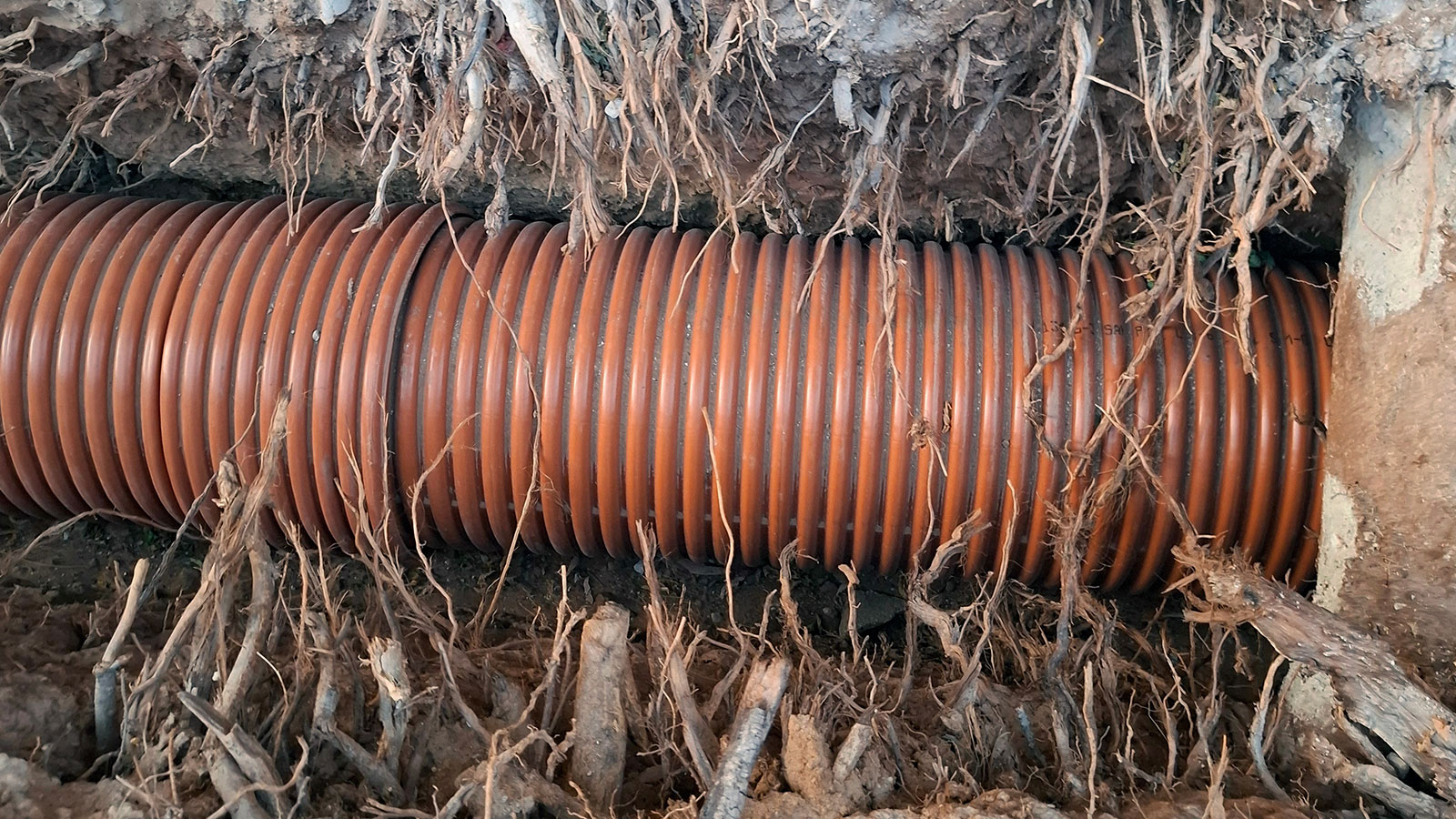 Tree roots removed from a sewer line
